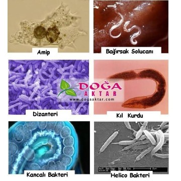 Bağırsak Parazitleri Temizleyici Şurubu Kurt ve Solucan Dökücü 