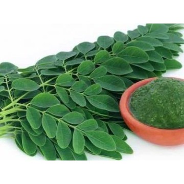 Moringa Tozu 100 gr Moringa Tozu 100 gr