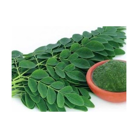 Moringa Tozu 50 gr
