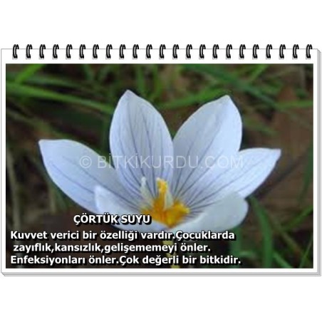 Çördük Suyu - Çörtük Suyu Doğa Aktar