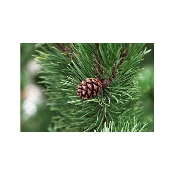 Udi Hindi Yağı 50 ml.