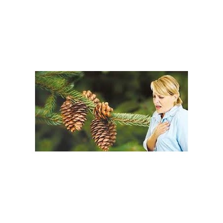 Çam Kozalağı Macunu