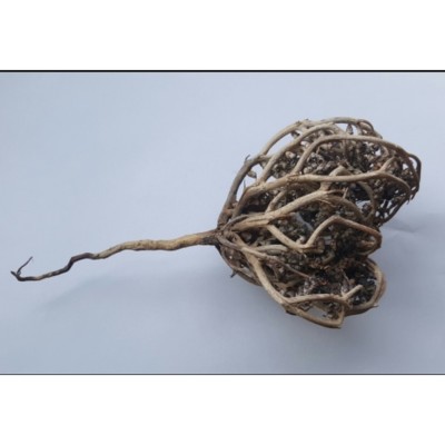 copy of Ahududu Yaprağı...