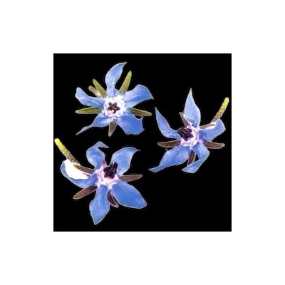 Çörekotu Yağı Bitkisel