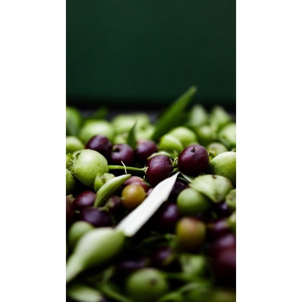 copy of Saf Zeytin Yagı 50 ml Mecitefendi